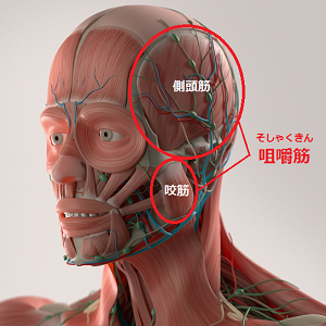 顔の筋肉（咀嚼筋）の画像
