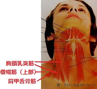 肩甲舌骨筋と僧帽筋（上部）の画像