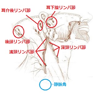 頭と首のリンパの流れの画像